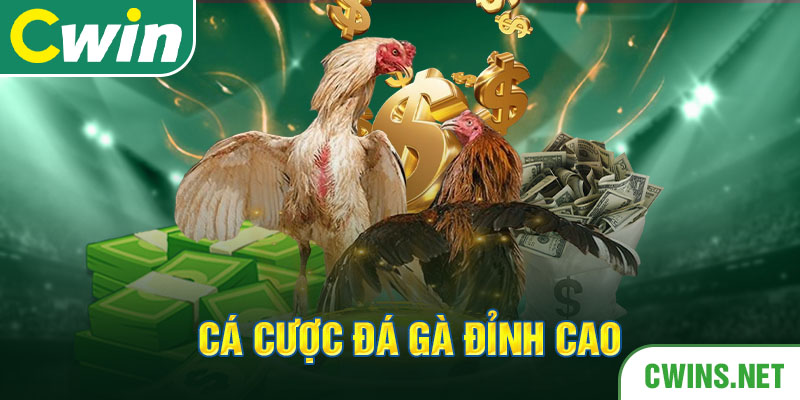 Cá cược Đá gà đỉnh cao