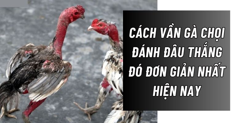 cách vần gà chọi