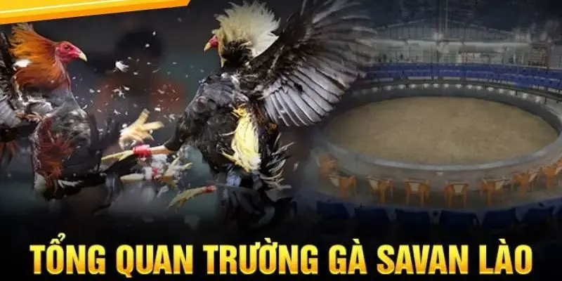 Khám phá về trường gà Savan