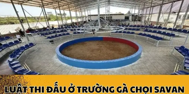 Luật thi đấu cụ thể của trường gà Savan