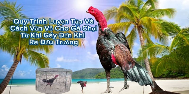 Quy trình vần gà chọi siêu chuẩn từ các chuyên gia