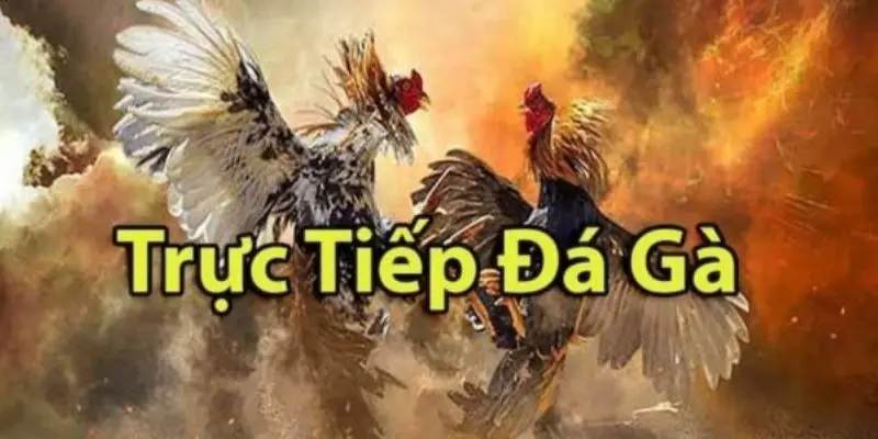 Xem đá gà Savan trực tiếp