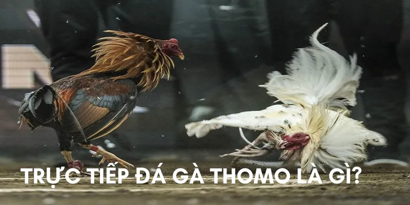 Khám phá thông tin về trực tiếp đá gà Thomo