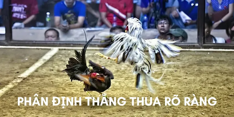 Phân định thắng thua rõ ràng trong đá gà Thomo online