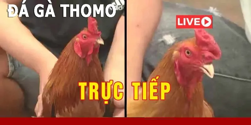 Trực tiếp đá gà Thomo